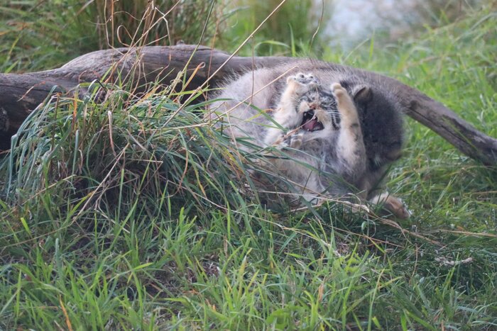 Я и будильник