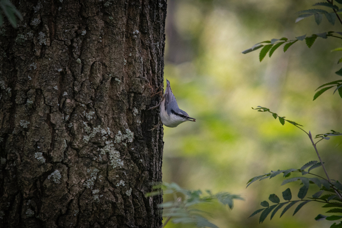 Поползень со своей добычей