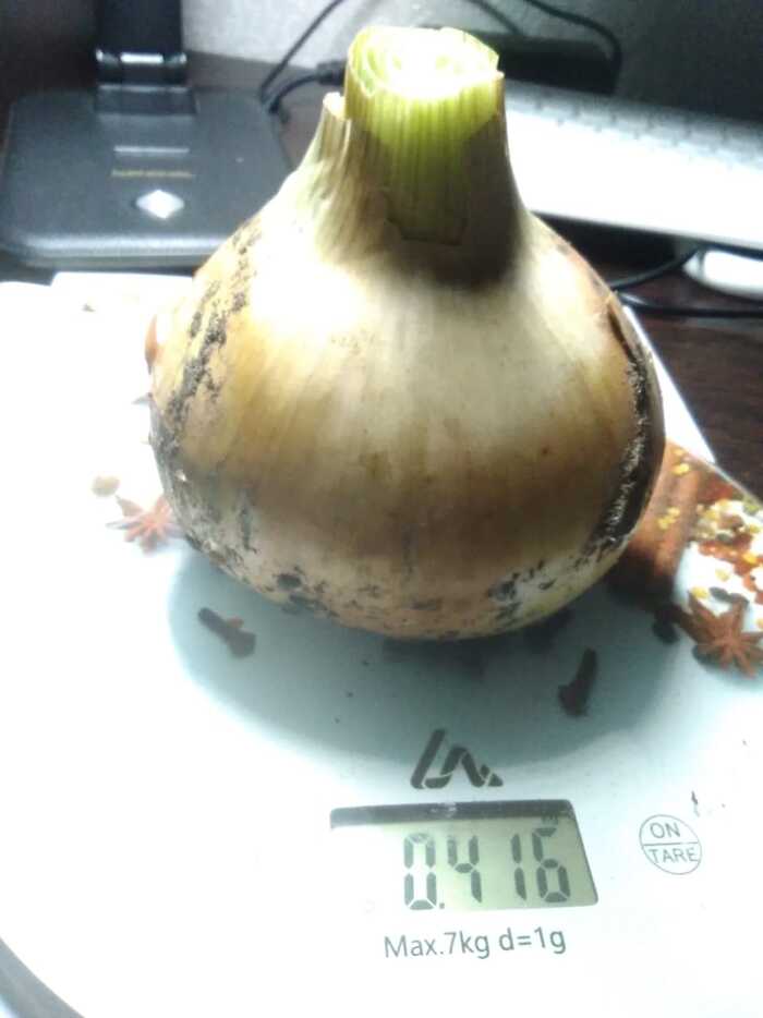 Brother grew an onion - Nature, Garden, Vegetables, Onion, The photo