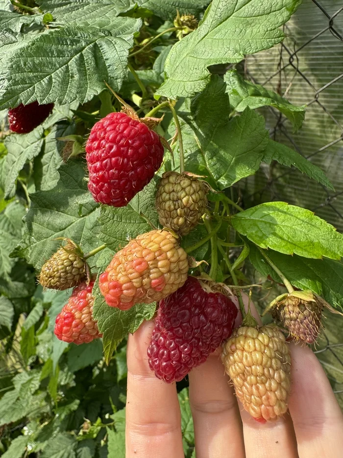 Raspberry berry - My, Giants, Raspberries, Boasting, Garden, Longpost