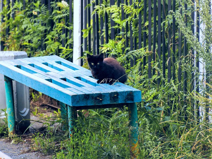 Bench - My, The photo, Canon, Street photography, City walk, cat, Kittens, Black cat, Summer, Pet the cat, Beginning photographer, Benches