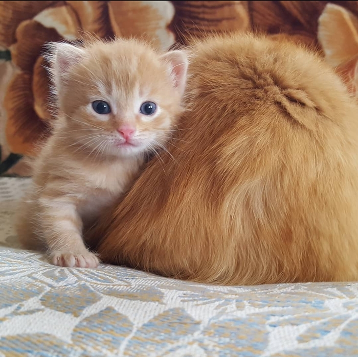    -, -, 