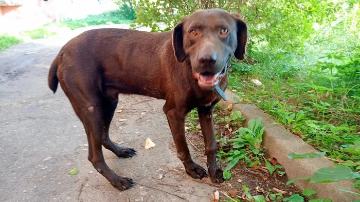 This dog with a collar has been wandering around Ermolino for two weeks now. - Dog, Lost, The strength of the Peekaboo, Kaluga region, In good hands, Homeless animals, No rating, Ermolino, VKontakte (link), Found a dog