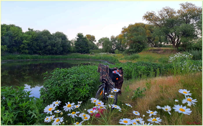 Quiet place - My, The photo, Nature, Summer, Landscape, Flowers