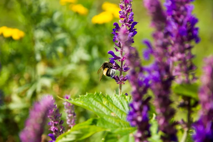 Bumblebee and sage - My, Ulyanovsk, The photo, Nature, Insects, Macro photography, The park, Bumblebee