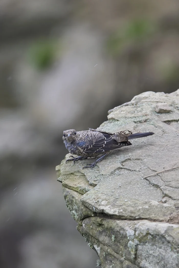 Blue Rock Thrush (Russky Island) - My, Canon, Photo hunting, Ornithology, Ornithology League, Birds, Thrush, Vladivostok, Russian island, Primorsky Krai, Bird watching, Longpost, The photo