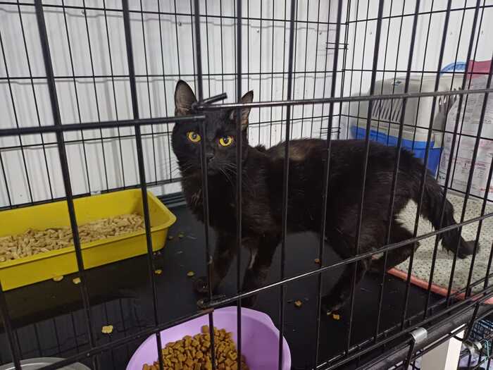 Continuation of the post “Paralyzed cat. Thrown under the door... - Krasnoyarsk, Abandoned, The rescue, Black cat, Longpost, cat, Paralysis, Nervous system, Vet clinic, Animal shelter, Helping animals, Video, A wave of posts, Reply to post