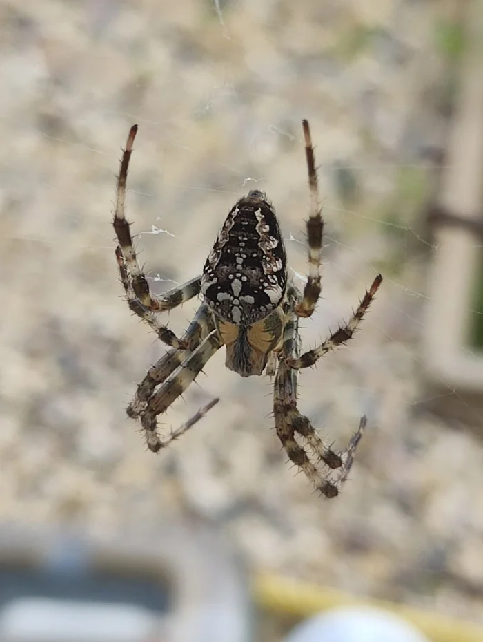 Arachnophobes scroll past, arachno-lovers admire - My, Spider, Vacation home, Longpost, Video