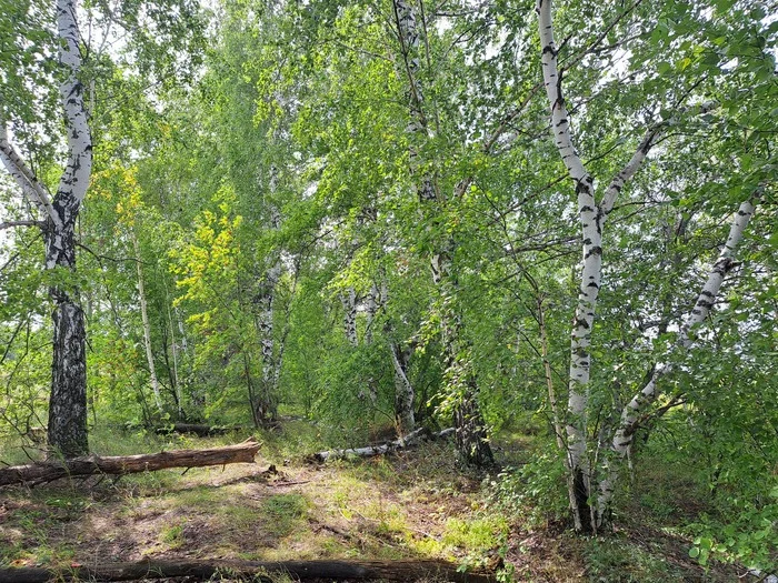 Грибы Оренбуржья (Заканчиваю сбор летних грибов) - Моё, Грибы, Подосиновик, Лес, Природа, Мобильная фотография, Груздь, Оренбургская область, Бугуруслан, Природа России, Активный отдых, Длиннопост