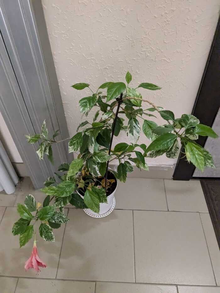 Грустит в коридоре