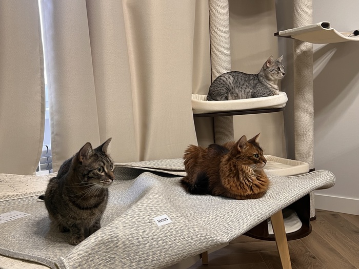 ������� ������-��������