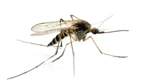 August 20 - World Mosquito Day - My, Holidays, Mosquitoes, Anopheles, Malaria, Disease, Treatment, Longpost