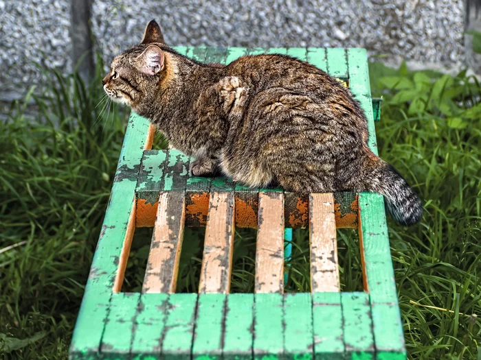 Bench and profile - My, The photo, Canon, Street photography, City walk, cat, Summer, Beginning photographer, Benches