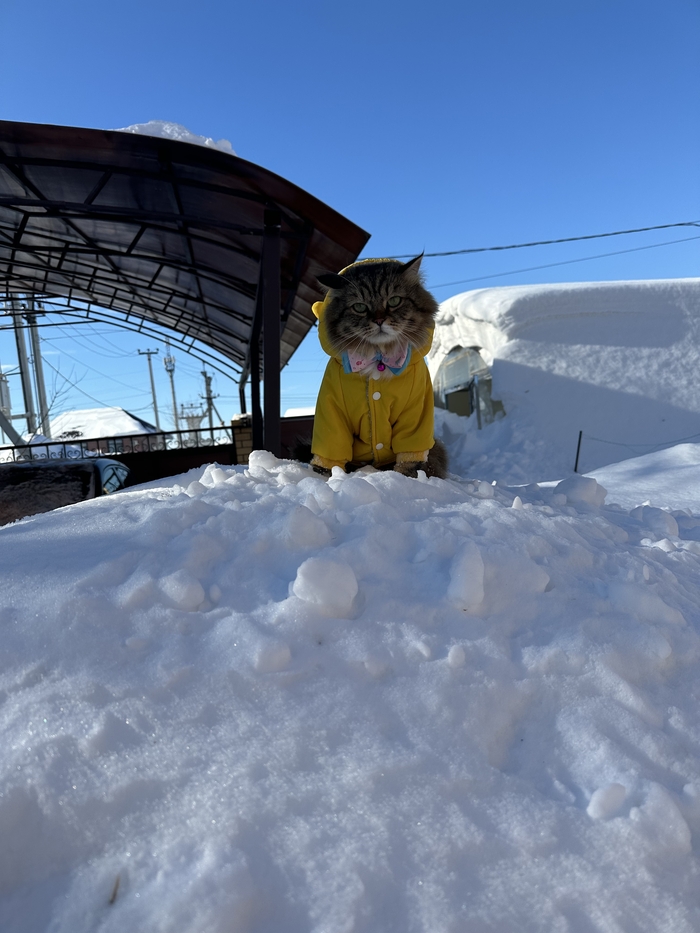 Снова делюсь своим кощаком