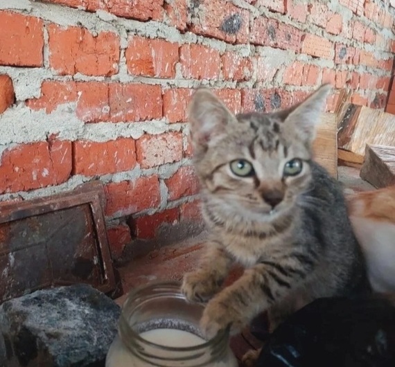 In the region bordering Ukraine, 40 cats need urgent help. People are being evacuated - Homeless animals, In good hands, Help, Animal Rescue, Evacuation, cat