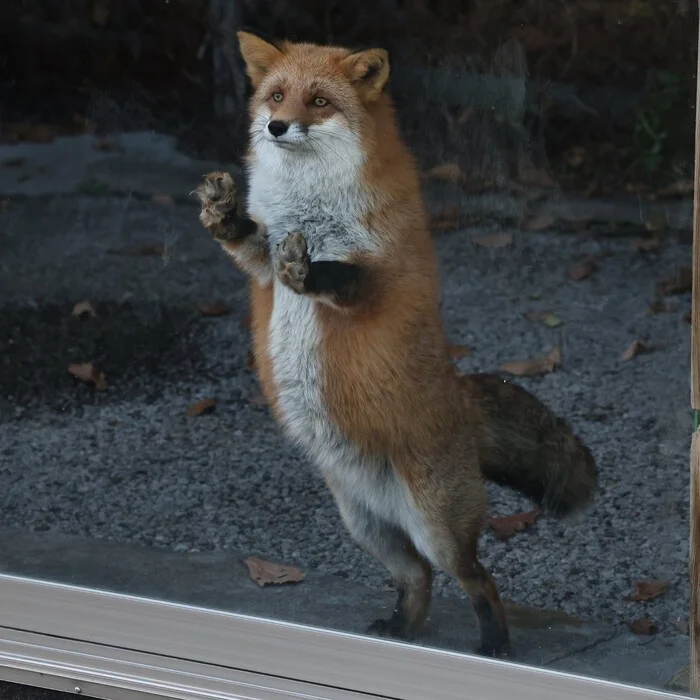 Fox for meme models - Fox, Templates for memes