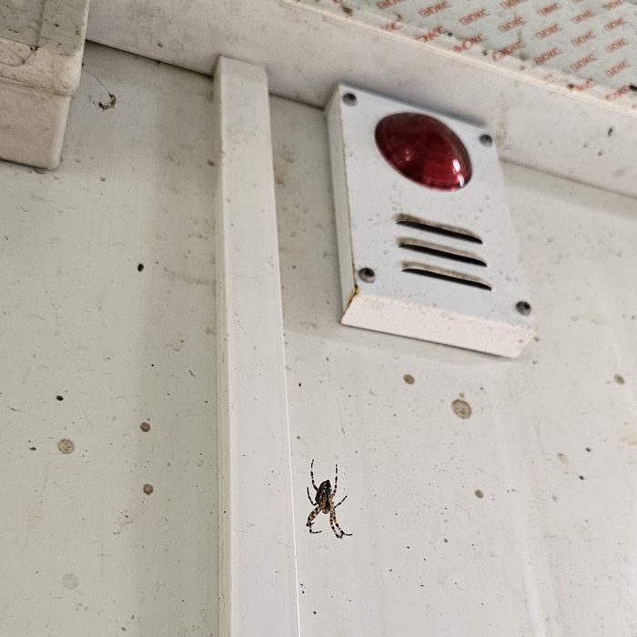 � ��� ������ ������