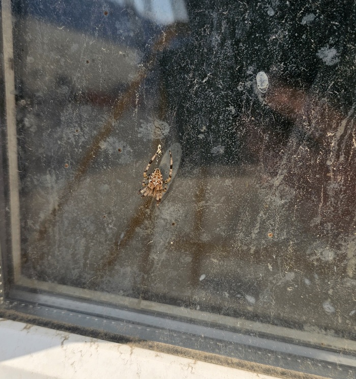 �� ������ ������