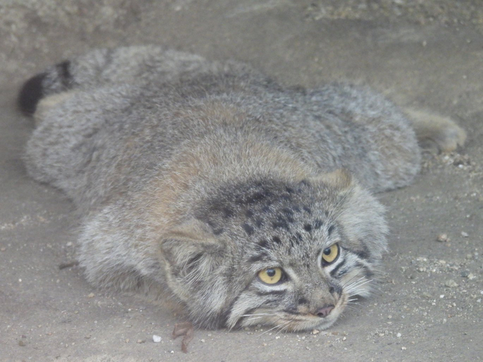 ����� � ������