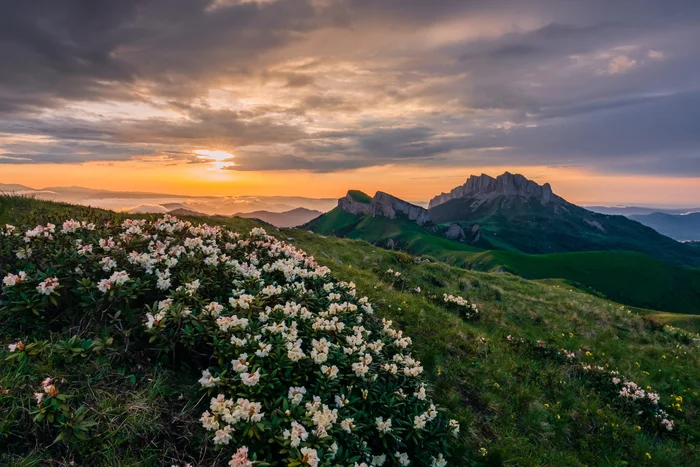 Rhododendrons at sunset - Rhododendron, Краснодарский Край, Bloom, wildlife, Plants, Beautiful view, Sunset, The mountains, Landscape, The photo