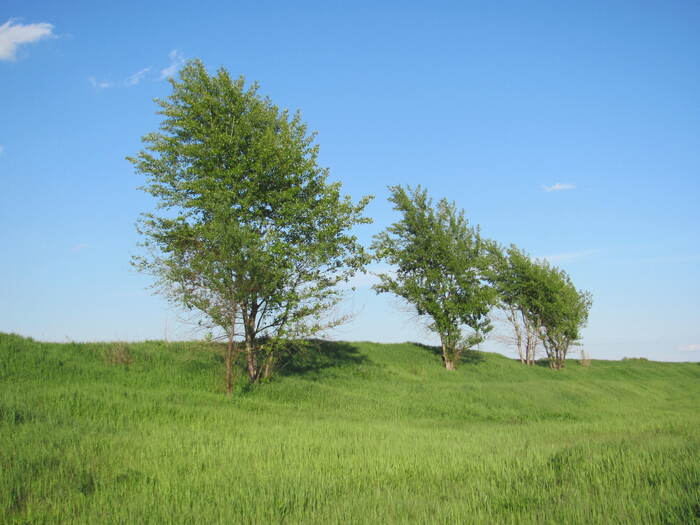 In the field - My, The photo, Tree, Field, Nature, Grass, Sky