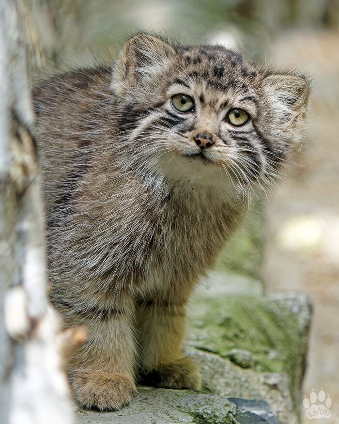 Little Evchonok - Wild animals, Predatory animals, Cat family, Pallas' cat, Small cats, Young, The photo, Zoo, Novosibirsk Zoo