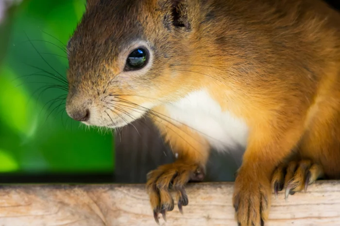 Squirrel - My, Squirrel, The photo, Wild animals, Longpost, Rodents, Tambov, The park