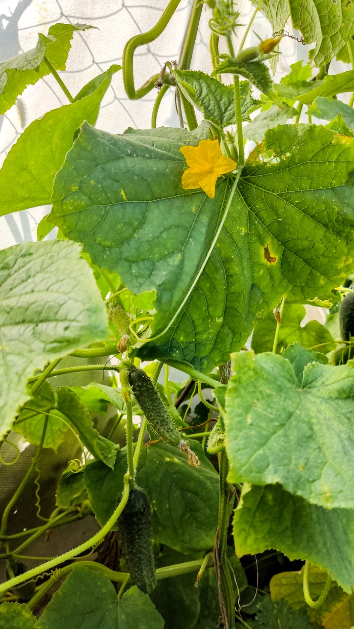 Photo project Let's take a closer look post No. 73. Young cucumber - My, Bloom, Macro photography, Nature, The photo, Cucumbers, Vegetables, Garden, Plants, Longpost