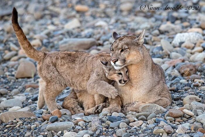 Suck up - Young, Puma, Small cats, Cat family, Predatory animals, Wild animals, wildlife, South America, The photo