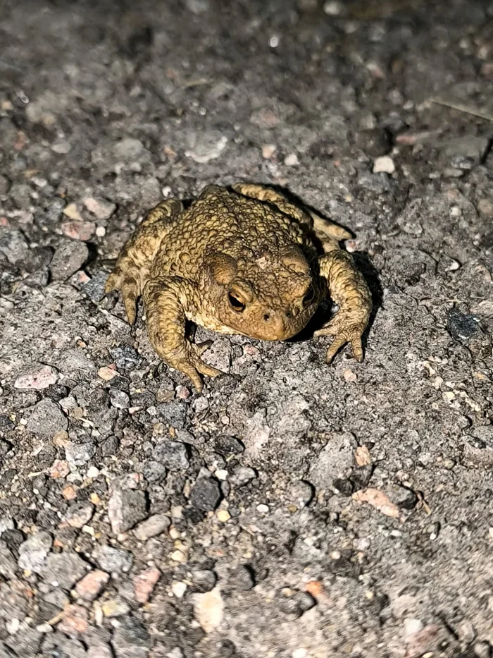 Комфортной вам среды, мои чуваки ! - It Is Wednesday My Dudes, Среда, Фотография, Жаба