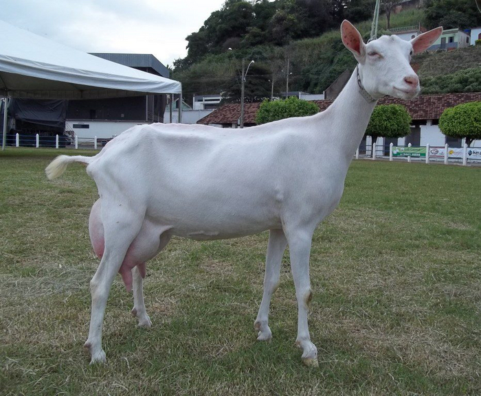 Настоящая зааненская козочка