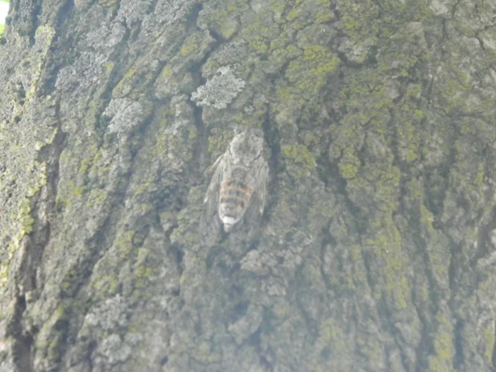 We found out, but this rubbish prevents you from sleeping at night at sea))) - Black Sea, Beach vacation, Insects, Cicada