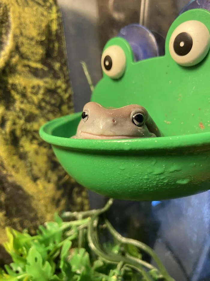 Look away, I'm naked - It Is Wednesday My Dudes, Frogs, Bath, Wednesday, Traditions, Peekaboo, Tree frog, The photo, Reddit (link)