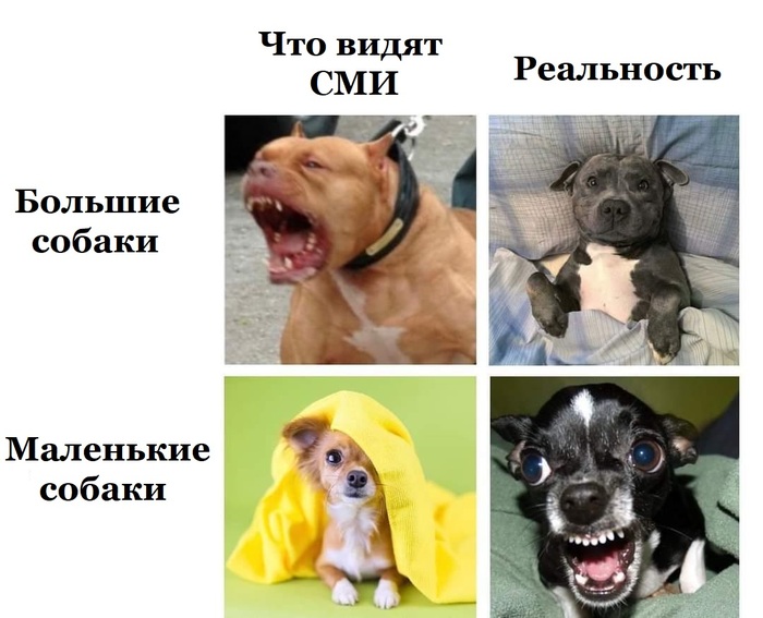 На примере собак