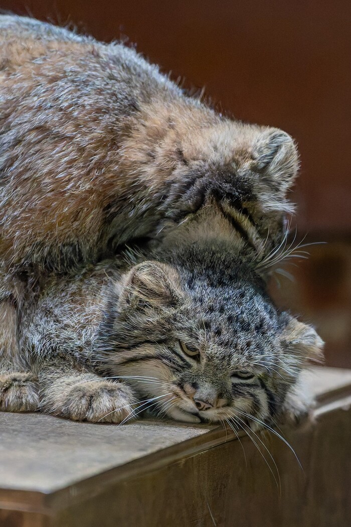 �������, ����������, ������� �����!