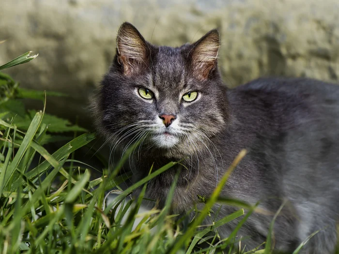 Котопортрет - Моё, Фотография, Canon, Уличная фотография, Прогулка по городу, Кот, Серый, Начинающий фотограф, Лето, Трава