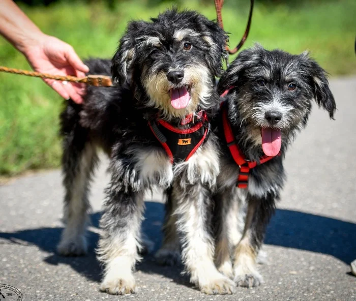 The puppy had not yet learned to bark and she had to squeak so loudly to save herself and her brother - In good hands, Puppies, Pets, Animal shelter, Kindness, Longpost