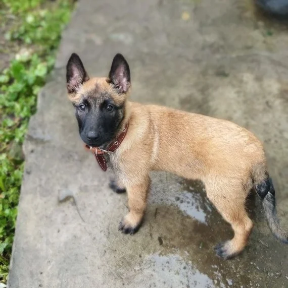 On a wave of posts. It was and became. Armata, 2 years old - My, A wave of posts, It Was-It Was, Animals, Pets, Malinois, Belgian shepherd, Friend, Longpost