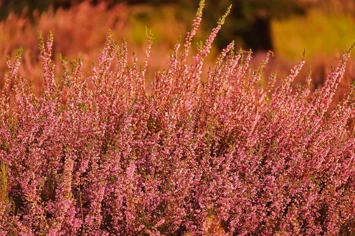 The heather is blooming... - My, Netherlands (Holland), The photo, Nature, Flowers, Heather, Bloom