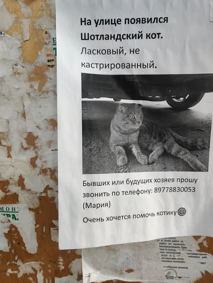 In good hands - In good hands, Helping animals, Good league, Mercy, Indifference, Moscow and Russia, Empathy, Longpost, Search, Found a cat, cat, Moscow, No rating