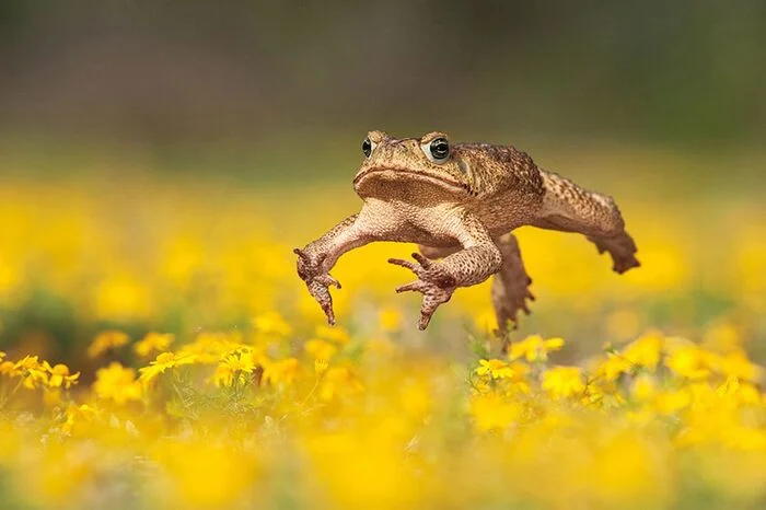 Ура! Среда, мои чуваки!!! - Жаба, It Is Wednesday My Dudes, Среда, Лягушки, Пресмыкающиеся, Цветы, Луг, Желтый