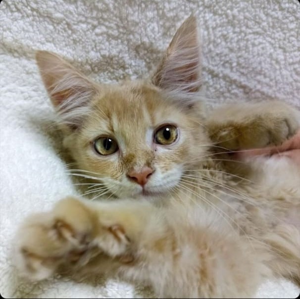 Было в недалеком ноябре 2021 года