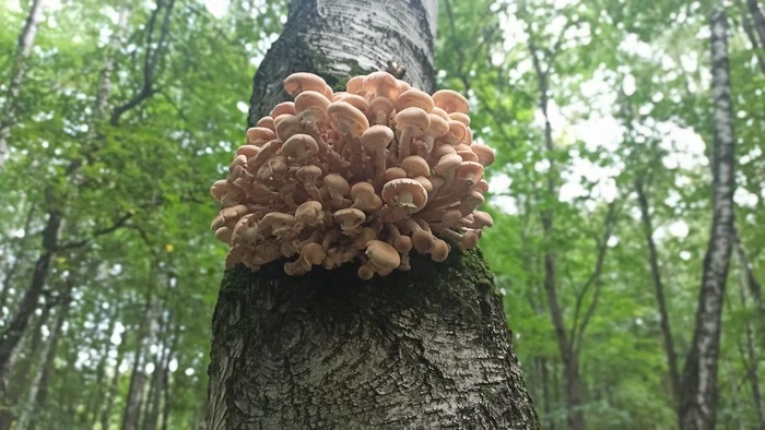 Moscow honey mushrooms - My, Mushrooms, Mushroom pickers, Honey mushrooms, Forest, Longpost