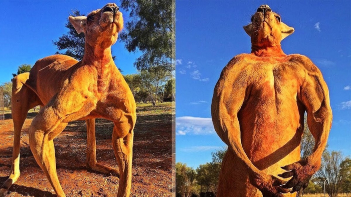 Этот кенгуру способствует развитию комплекса неполноценности у 99% мужчин на планете.