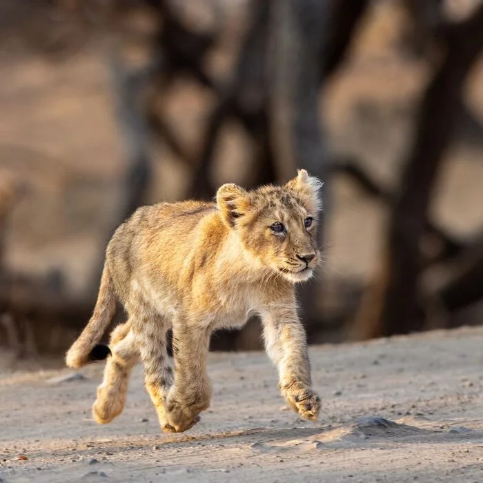 Lion cub on a walk - Lion cubs, a lion, Big cats, Cat family, Predatory animals, Wild animals, wildlife, National park, India, The photo