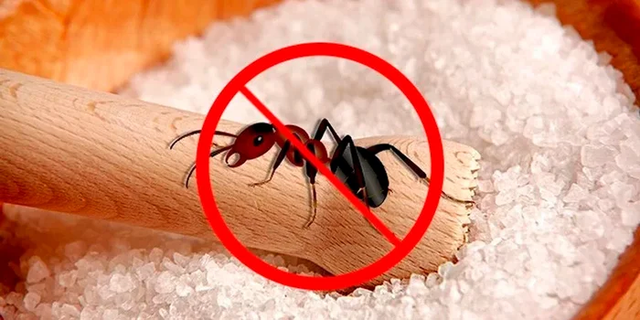 The best ant repellents: TOP 10, 2024 rating for quality and effectiveness - Products, Yandex Market, Insect control, Poison, Marketplace, Longpost