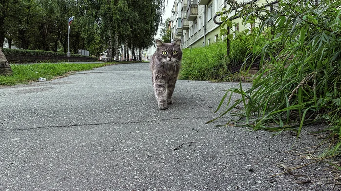 coming - My, The photo, Canon, Street photography, City walk, cat, Summer, Town, Perspective, Beginning photographer