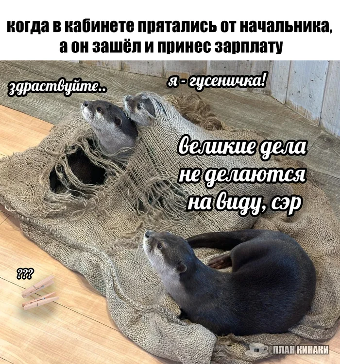 Great things - My, Animals, Otter, Oriental Beskeet Otter, Memes, Picture with text, Office, Work, Workers, Office workers, Employees, Salary, Bosses, Pin, Office weekdays, Colleagues