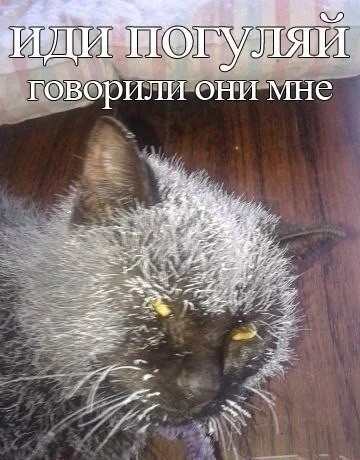 Humor - Laughter (reaction), Memes, Humor, Black humor, Black cat, Animals, cat, Pets, Picture with text, Frost