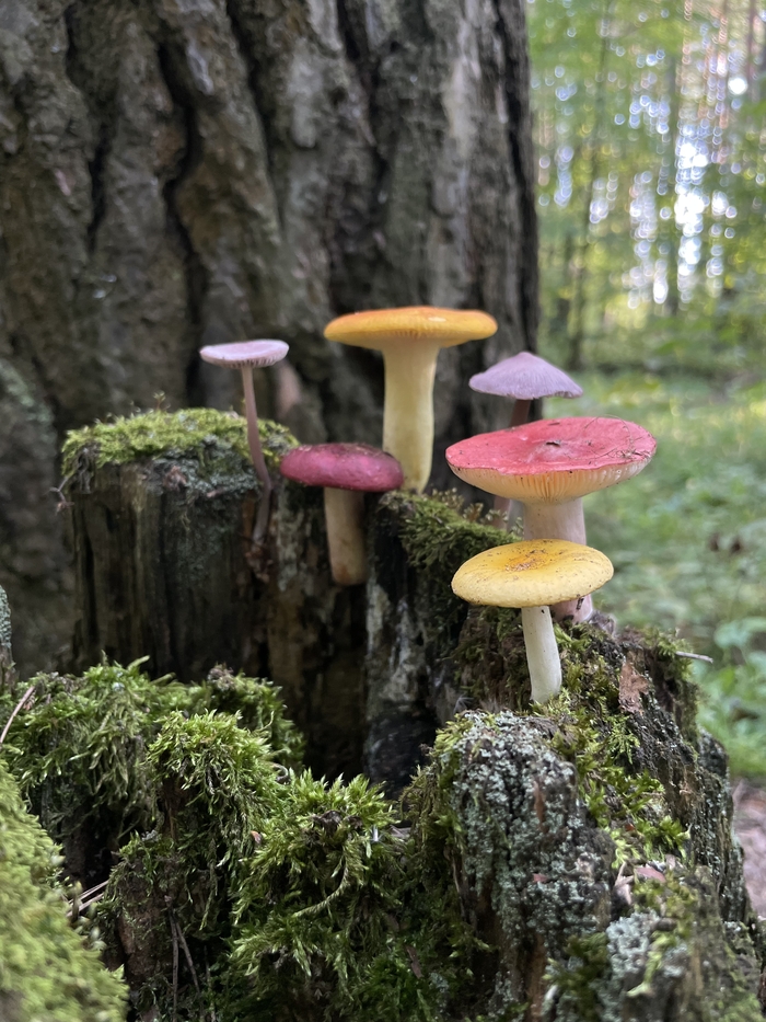 ��������� �����